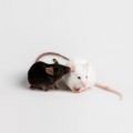 人白介素15低表达NSG小鼠（每只）